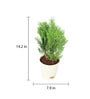 Thuja Natural Plant In White Self Watering Plastic Pot