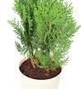 Thuja Natural Plant In White Self Watering Plastic Pot