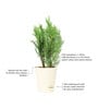 Thuja Natural Plant In White Self Watering Plastic Pot