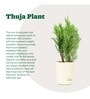 Thuja Natural Plant In White Self Watering Plastic Pot