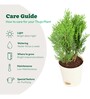 Thuja Natural Plant In White Self Watering Plastic Pot