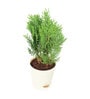 Thuja Natural Plant In White Self Watering Plastic Pot