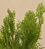 Thuja Natural Plant In White Self Watering Plastic Pot