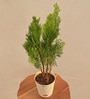 Thuja Natural Plant In White Self Watering Plastic Pot