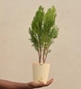 Thuja Natural Plant In White Self Watering Plastic Pot