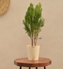 Thuja Natural Plant In White Self Watering Plastic Pot