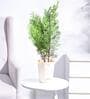 Thuja Natural Plant In White Self Watering Plastic Pot