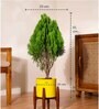 Thuja Plant With Pot