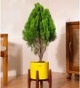 Thuja Plant With Pot