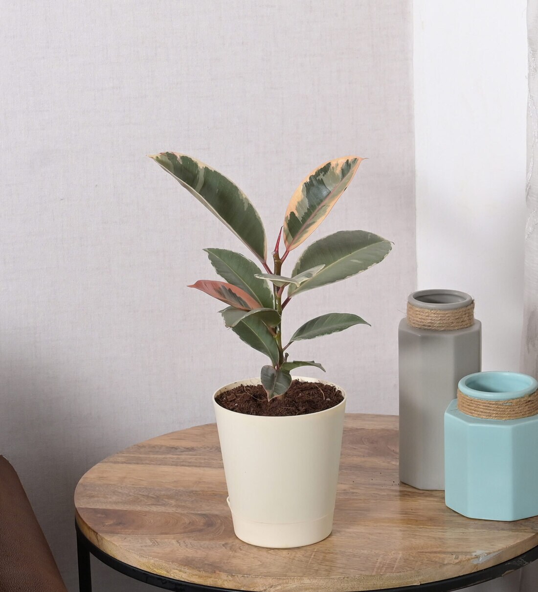 Buy Tineke Rubber Medium Natural Plant In White Self Watering Plastic