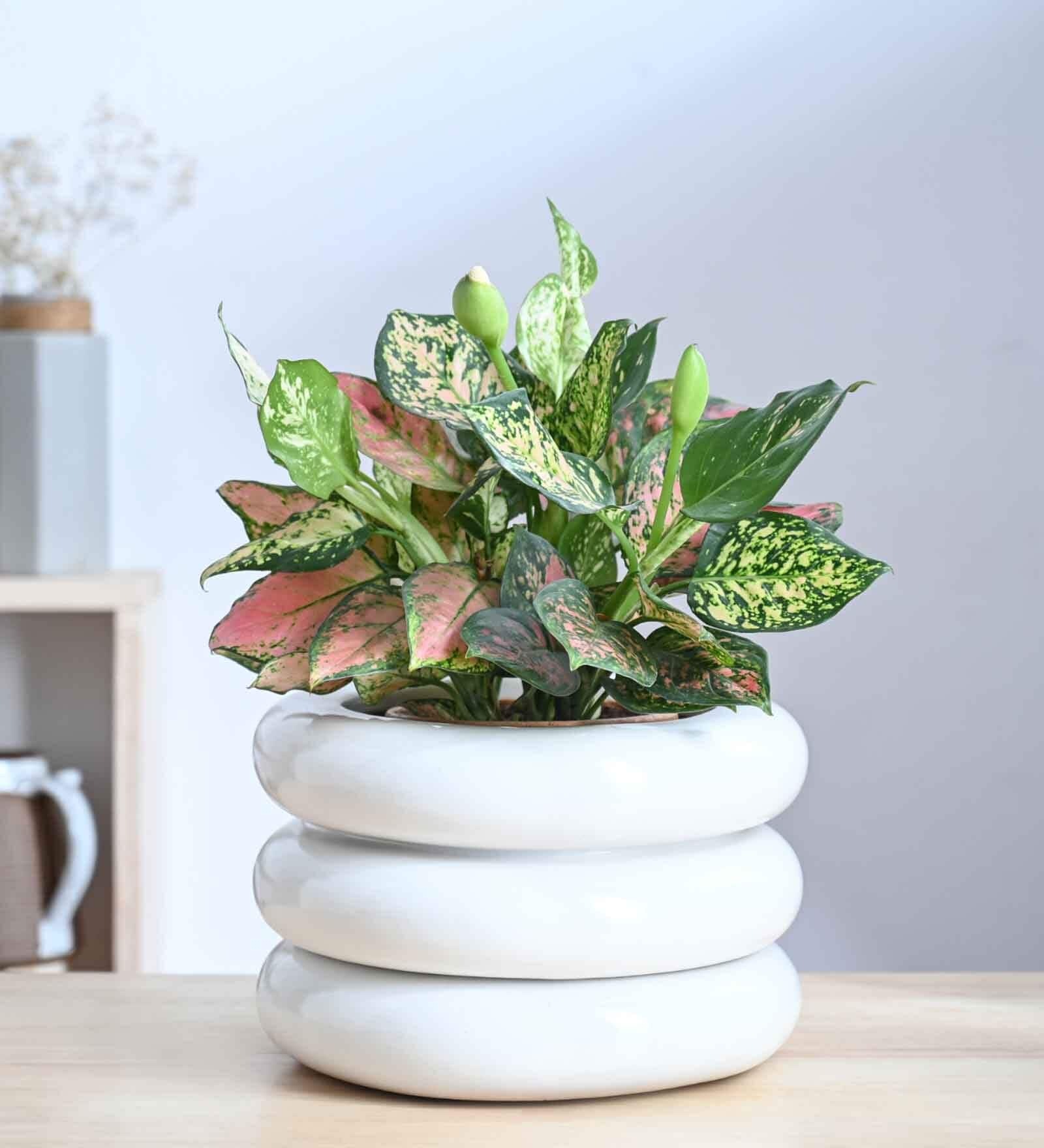 Tiny Kisses White 2 layer Ceramic Planter