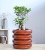 Tiny Kisses Terracota 3 layer Ceramic Planter