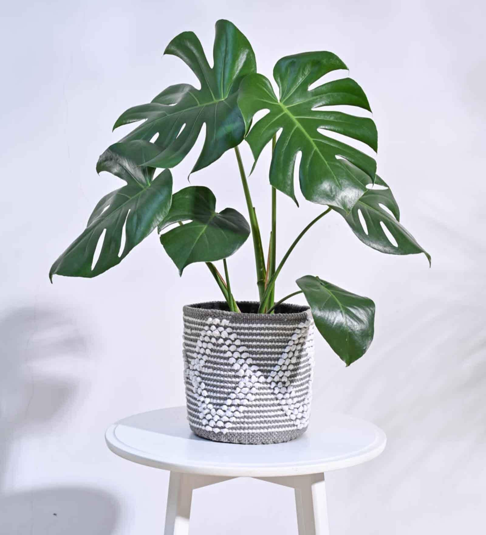 Trinket Grey Cotton Planter