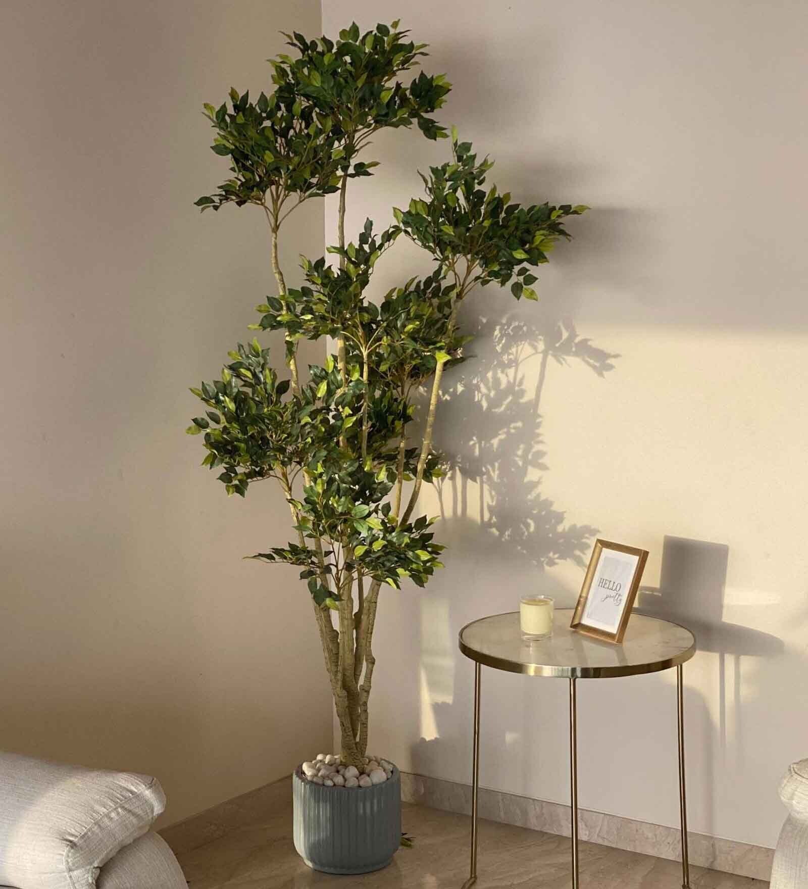 Buy Tropical Ficus Artificial Tall Plant 6.5 Feet at 23 OFF by Mason