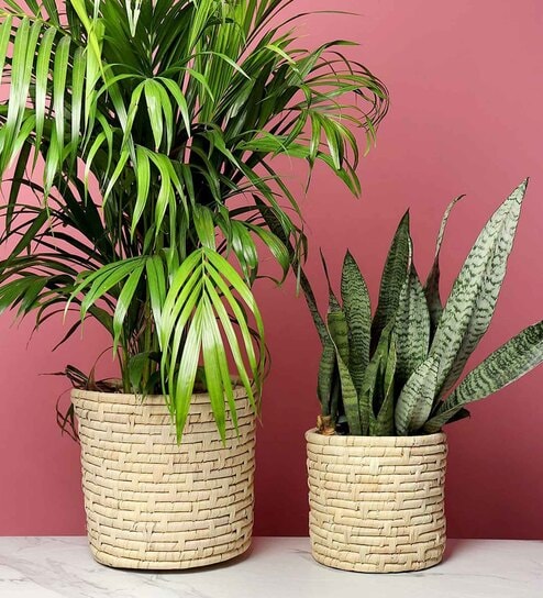 Set Of 2 Off White Palm Leaf Handwoven Multipurpose Planter & Storage Basket