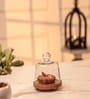 Transparent Acacia Wood Cloche