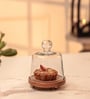 Transparent Acacia Wood Cloche