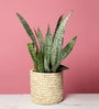 (1Pc) Off White Palm Leaf Handwoven Multipurpose Planter & Storage Basket