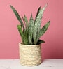 Set Of 2 Off White Palm Leaf Handwoven Multipurpose Planter & Storage Basket