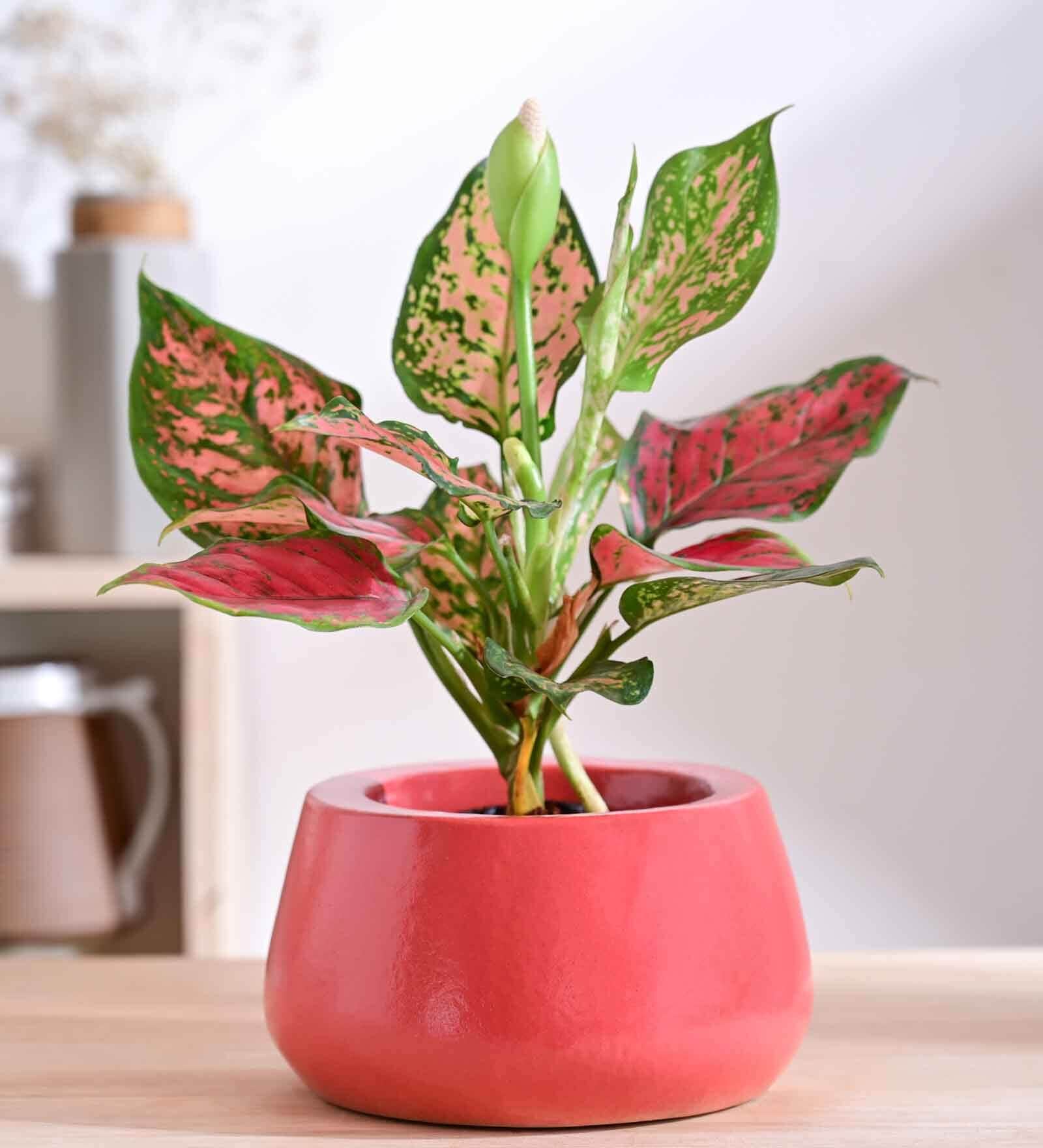 Tulip Fantasy Bowl Light Red Ceramic Planter