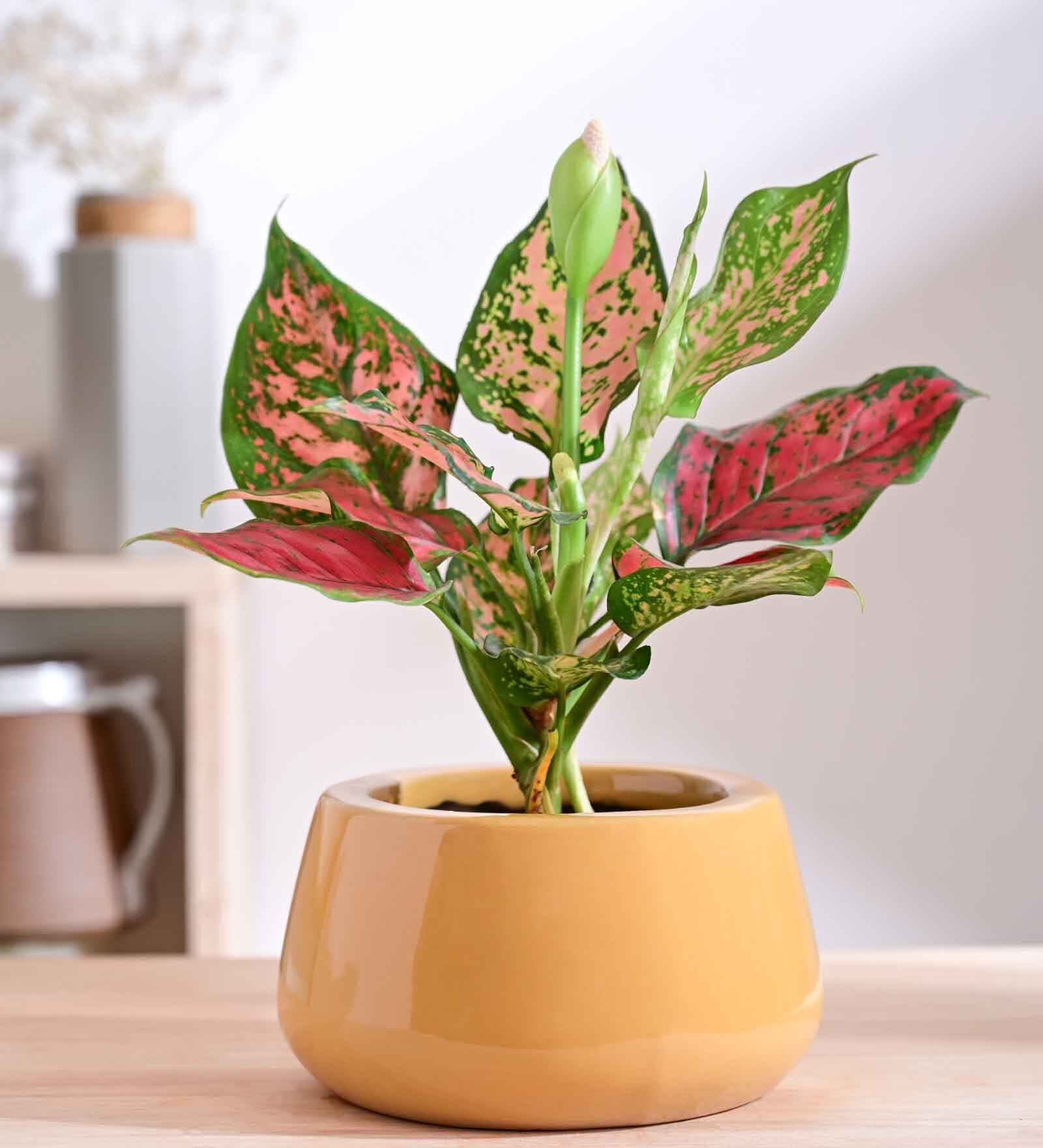 Tulip Fantasy Bowl Sandle Ceramic Planter