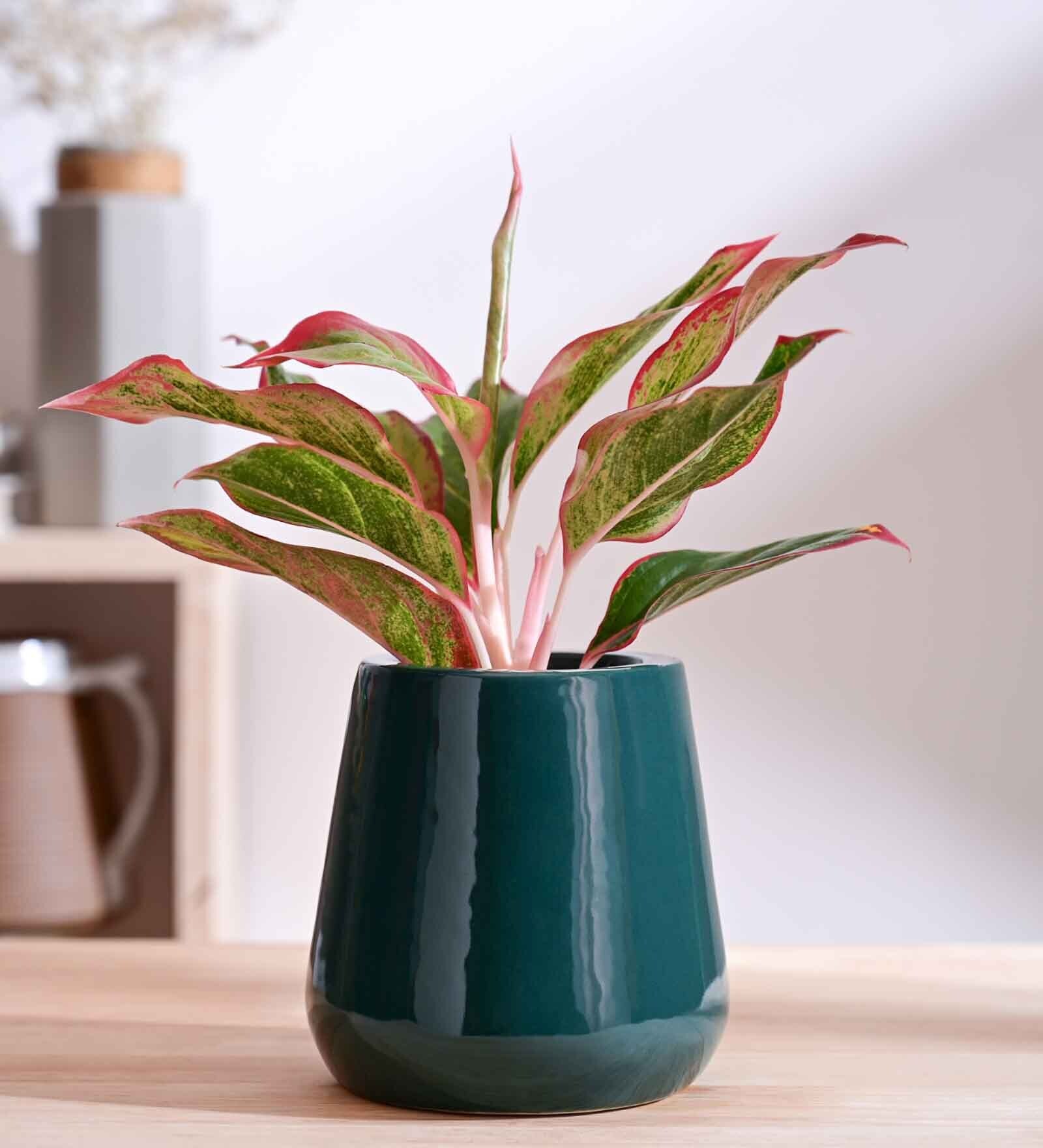 Tulip Fantasy Extra Small Dark Green Ceramic Planter