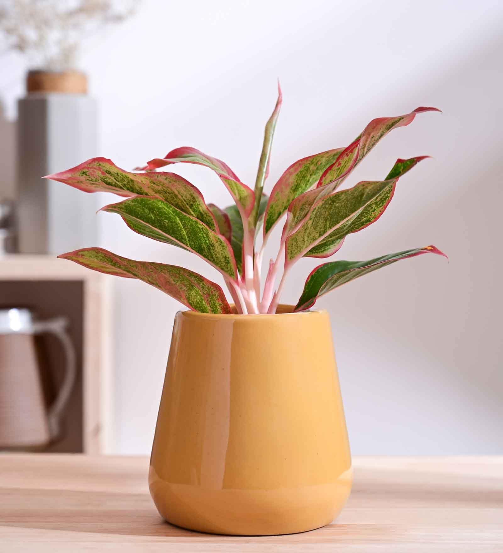 Tulip Fantasy Extra Small Sandle Ceramic Planter