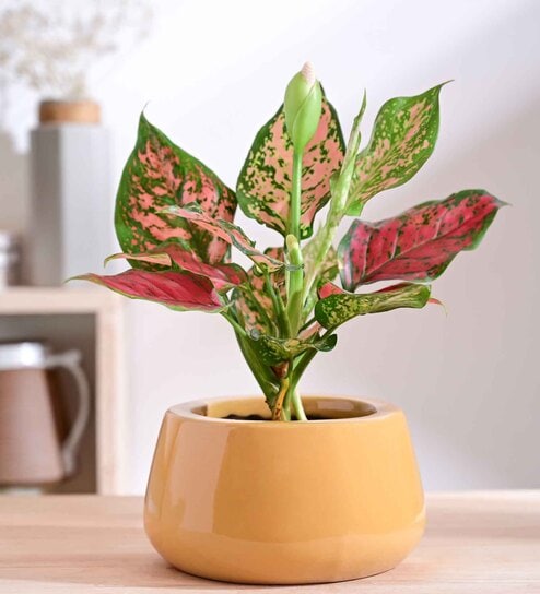 Tulip Fantasy Bowl Sandle Ceramic Planter