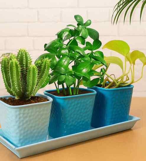 Turquoise Metal Succulent Potted Planter Tray with 3 Pots By Homesake