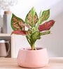 Tulip Fantasy Bowl Light Pink Ceramic Planter