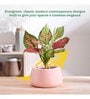 Tulip Fantasy Bowl Light Pink Ceramic Planter