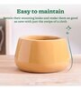 Tulip Fantasy Bowl Sandle Ceramic Planter