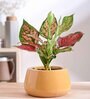 Tulip Fantasy Bowl Sandle Ceramic Planter