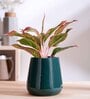 Tulip Fantasy Extra Small Dark Green Ceramic Planter