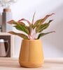 Tulip Fantasy Extra Small Sandle Ceramic Planter