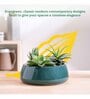 Tulip Fantasy Flat Dark Green Ceramic Planter