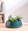 Tulip Fantasy Flat Dark Green Ceramic Planter