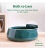 Tulip Fantasy Flat Dark Green Ceramic Planter