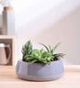Tulip Fantasy Flat Grey Ceramic Planter