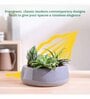 Tulip Fantasy Flat Grey Ceramic Planter