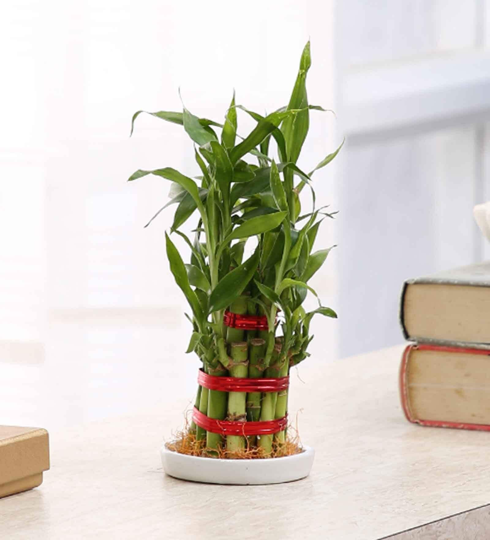 Buy Two Layer Lucky Bamboo Live Natural Plant at 17% OFF by Root ...