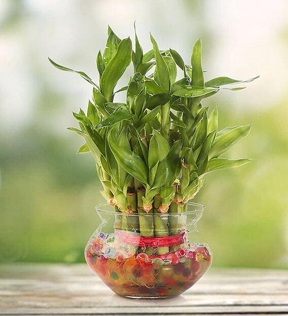 Buy GreenTwo Layer Lucky Bamboo Plant & Round Glass Pot by Nurturing Green Online Lucky