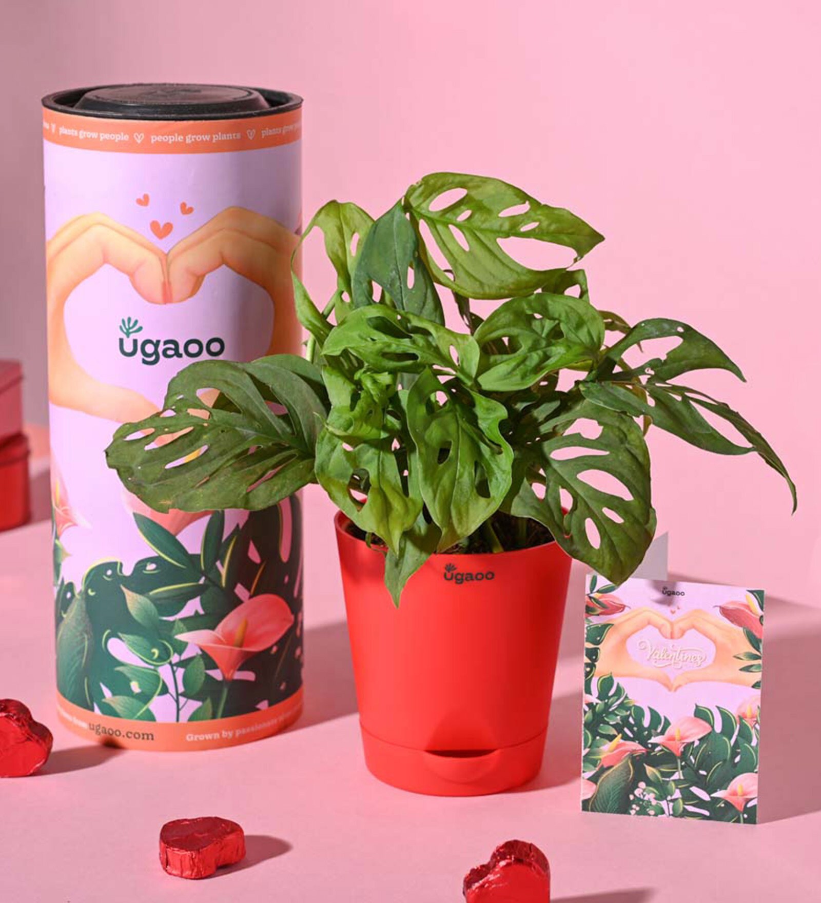Ugaoo Broken Heart Plant with Self Watering Red Pot