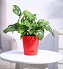Ugaoo Broken Heart Plant with Self Watering Red Pot