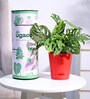 Ugaoo Broken Heart Plant with Self Watering Red Pot