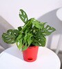 Ugaoo Broken Heart Plant with Self Watering Red Pot