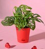 Ugaoo Broken Heart Plant with Self Watering Red Pot