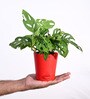 Ugaoo Broken Heart Plant with Self Watering Red Pot