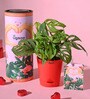 Ugaoo Broken Heart Plant with Self Watering Red Pot