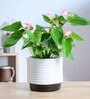 Untold Stories Black Ceramic Planter